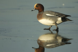 A male wigeon walks on a patch of ice