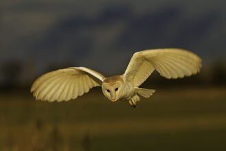 Barn Owl in flight