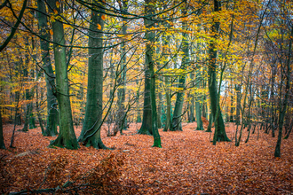 Beech trees in autumn at Hog and Hollowhill Woods