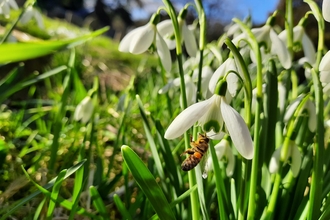 A bee visiting a snowdrop in an Oxfordshire churchyard. Picture: Pete Hughes