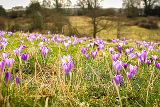 Inkpen Crocus Field