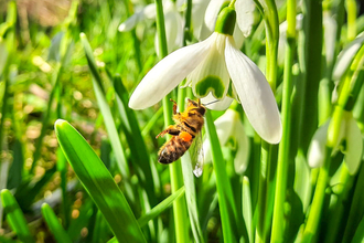 A bee visiting a snowdrop in an Oxfordshire churchyard. Picture: Pete Hughes