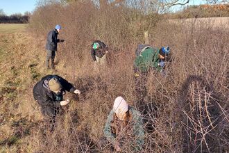 Volunteers looking for brown hairstreak eggs in a hedge