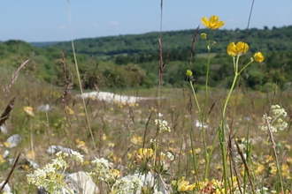 A view over rocky ground with buttercups and umbellifers in flower
