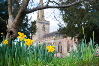 Spring daffodils flowering in a churchyard