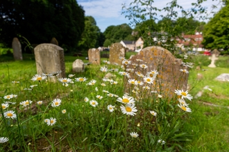 Ox-eye daisies flowering in a churchyard