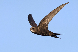 Common swift in flight by Jon Hawkins