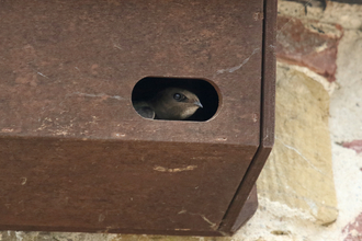 Common swift in a nest box