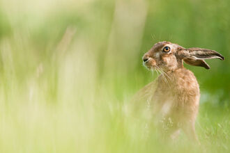 European hare feeding in a field
