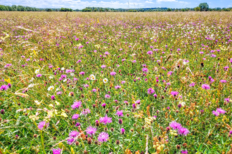 Wildflowers at BBOWT's Chimney Meadows nature reserve