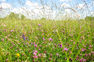 Wildflowers in the Coronation Meadow at BBOWT's Chimney Meadows nature reserve