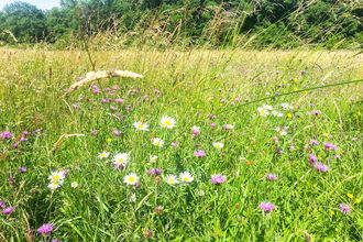 The Coronation Meadow at BBOWT's Moor Copse nature reserve in Berkshire