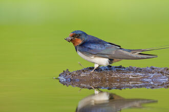 Swallow collecting mud for nest building