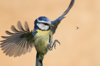 Blue tit