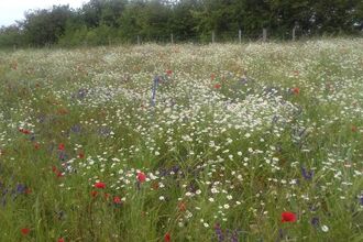 Field full of arable weeds in flower at College Lake