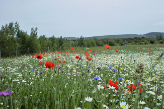 Meadow full of arable weeds