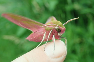 Elephant hawk-moth perched on a finger