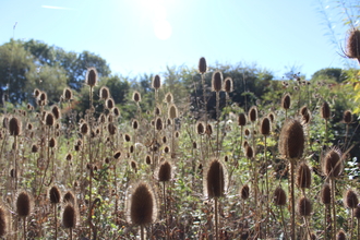 Teasel heads of different heights glowing in the sun