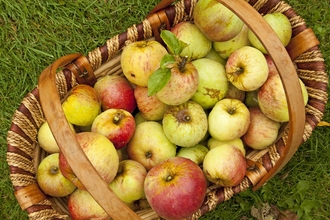A crop of red and green apples gathered in a woven basket
