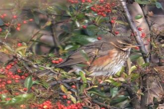 A bird sits in a tree surrounded by red berries