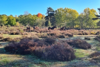 Exmoor ponies at Snelsmore Common