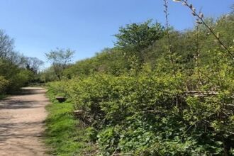 A view looking down a hedgerow with blue sky overhead