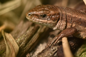 A common lizard (Zootoca vivipara) at BBOWT's College Lake reserve. Picture: Phil Bruss
