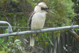 A kookaburra bird sits on a washing line