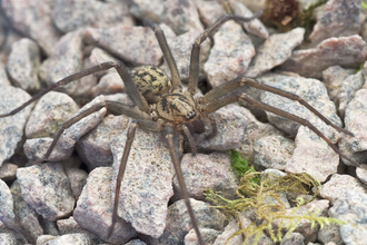 Tegenaria atrica house spider