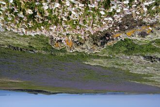 A picture of Skomer Island