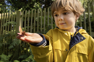 Young child is holding a moth outside. He is about 4 years old and is holding an Elephant Hawk-moth, which is pink. The child is looking at the moth and is wearing a yellow raincoat.  