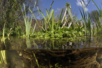 Aquatic plants in an English chalk stream