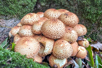 A cluster of shaggy scalycap mushrooms / fungus at BBOWT's Snelsmore Common reserve