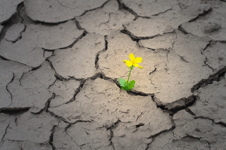 Greater celandine, a bright yellow flower growing alone through dry, cracked soil