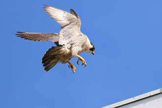 Peregrine falcon landing on a building