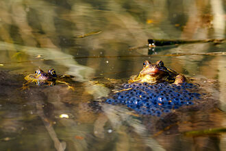 Two common frogs in a pond guarding frogspawn