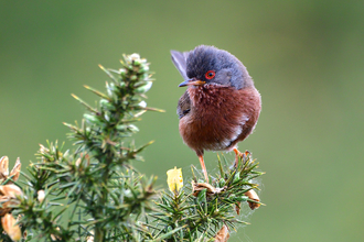 Dartford warbler on gorse