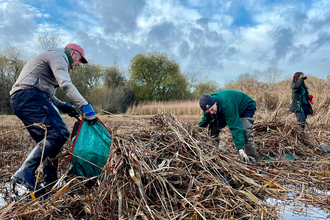 Conservation volunteers clearing dead reeds at Weston Turville Reservoir, Buckinghamshire