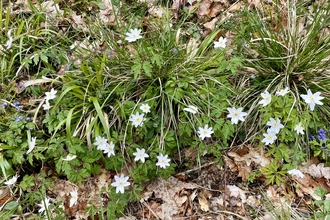 Wood anemones and violets growing in amongst leaf litter