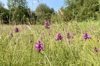 Betony growing in a grassy field