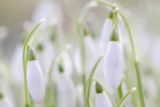 A close up image of snowdrops in soft focus
