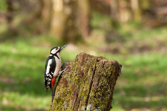 Great spotted woodpecker in woodland