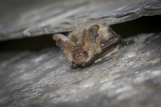 A brown long-eared bat emerging from a gap between roof tiles