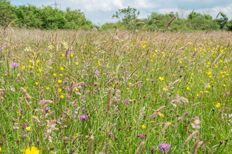 Wildflowers growing at Ludgershall Meadows