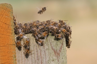 Photograph of a swarm of bees, collected together on a wooden post.