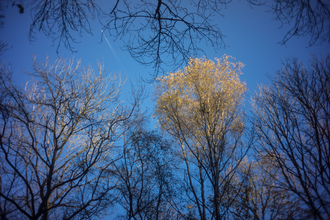 Trees at Warburg