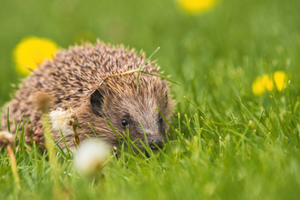 Hedgehog walking on a grass lawn