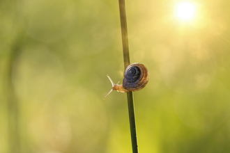 Snail on blade of grass