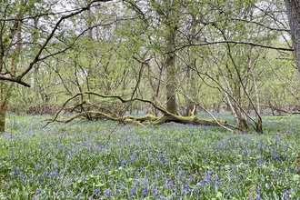 Bluebells in Finemere Wood