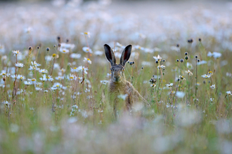 Brown hare in a field of ox-eye daisies